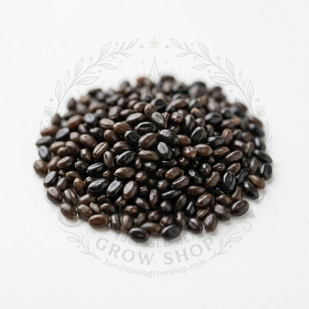 Semillas de Semillas aromáticas Lavanda Bendita Sea