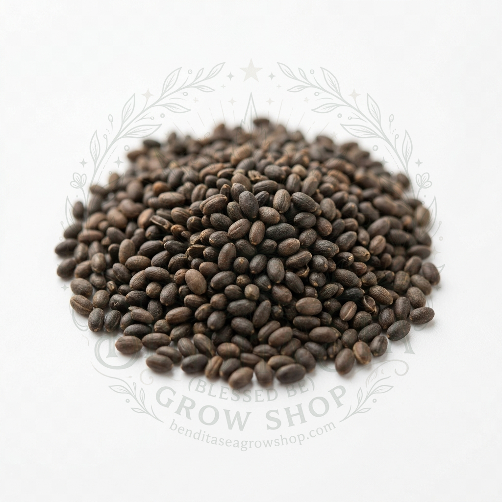 Semillas de Semillas aromáticas Mejorana Bendita Sea