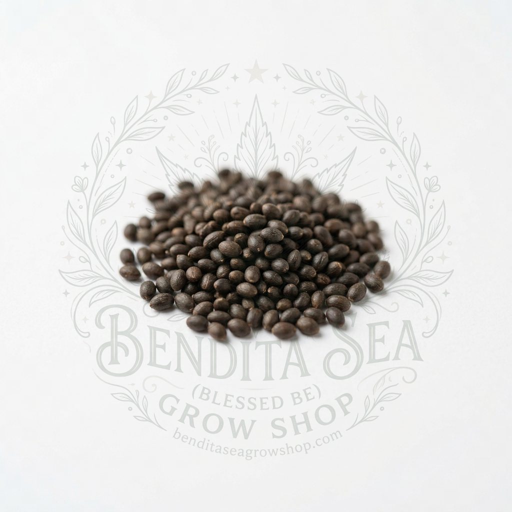 Semillas de Semillas aromáticas Menta Bendita Sea