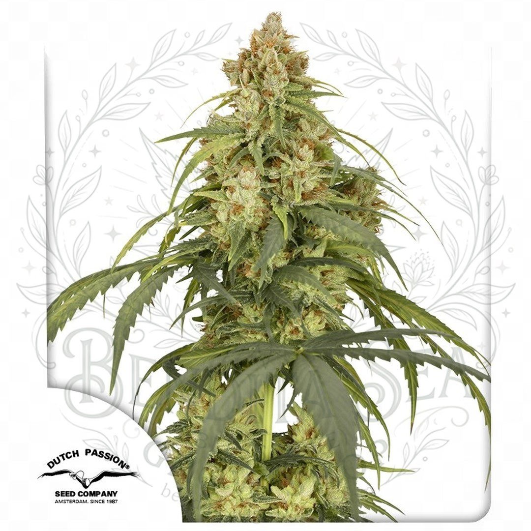 semillas Auto Cbd-Victory: cogollo de Auto Cbd-Victory con la marca de agua de Bendita Sea