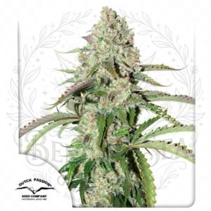 semillas Auto Colorado Cookies: cogollo de Auto Colorado Cookies con la marca de agua de Bendita Sea