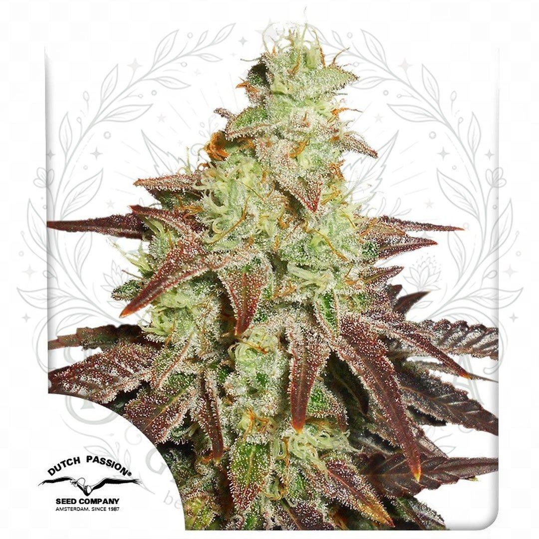 semillas Auto Night Queen: cogollo de Auto Night Queen con la marca de agua de Bendita Sea