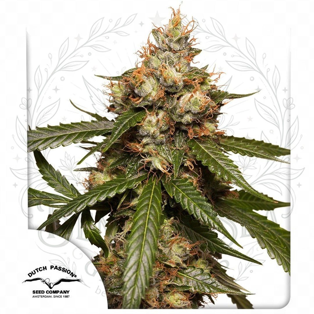 semillas Auto THC-Victory: cogollo de Auto THC-Victory con la marca de agua de Bendita Sea