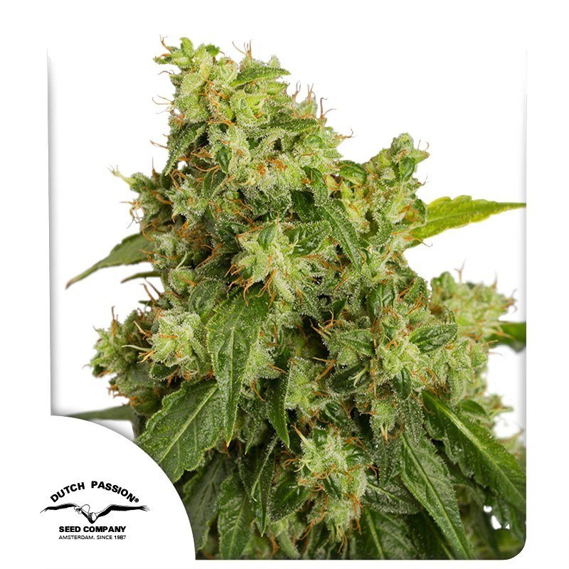 semillas Auto Xtreme Haze: foto de Dutch Passion del cogollo de Auto Xtreme Haze