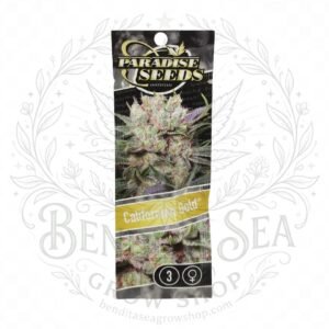 semillas Californian Gold: cogollo de Californian Gold con la marca de agua de Bendita Sea