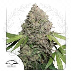 semillas CBD Charlotte’s Angel: cogollo de CBD Charlotte’s Angel con la marca de agua de Bendita Sea