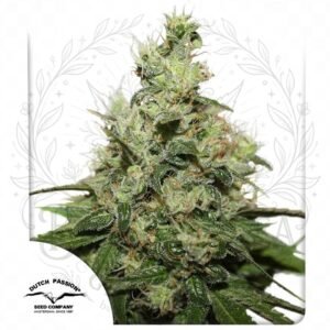 semillas Cbd Kush: cogollo de Cbd Kush con la marca de agua de Bendita Sea