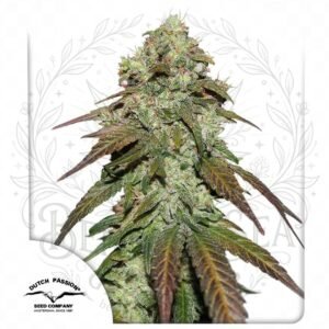 semillas Cbd Mazar: cogollo de Cbd Mazar con la marca de agua de Bendita Sea
