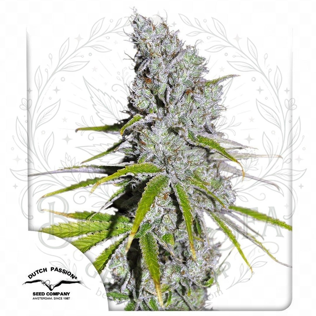 semillas CBD Skunk Haze: cogollo de CBD Skunk Haze con la marca de agua de Bendita Sea
