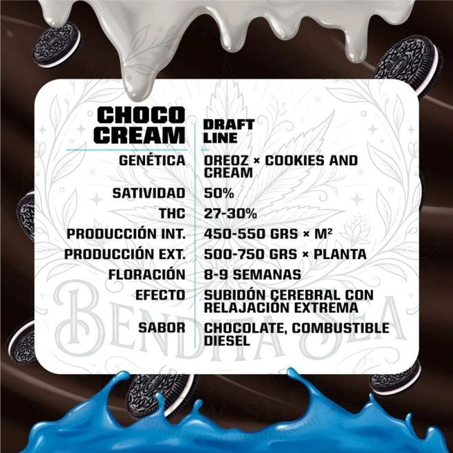 semillas Choco Cream: cogollo de Choco Cream con la marca de agua de Bendita Sea