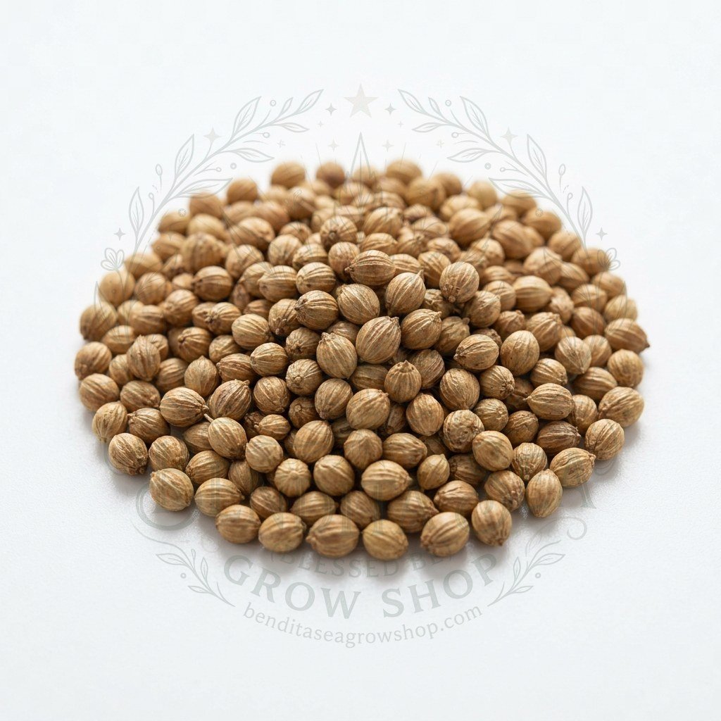 Semillas de Cilantro Común Fercon: semillas sobre fondo blanco
