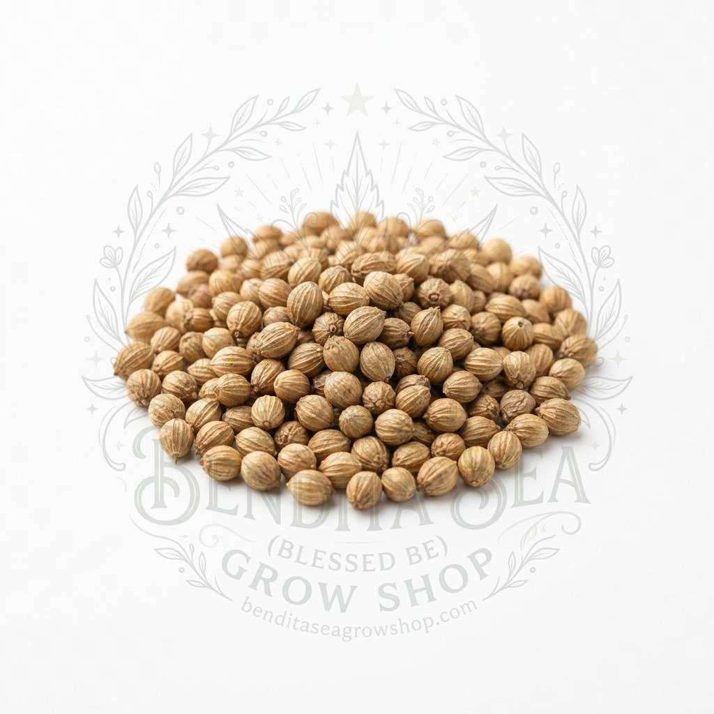 Semillas de Cilantro Long Standing Fercon: sobre sobre fondo blanco con la marca de agua de Bendita Sea