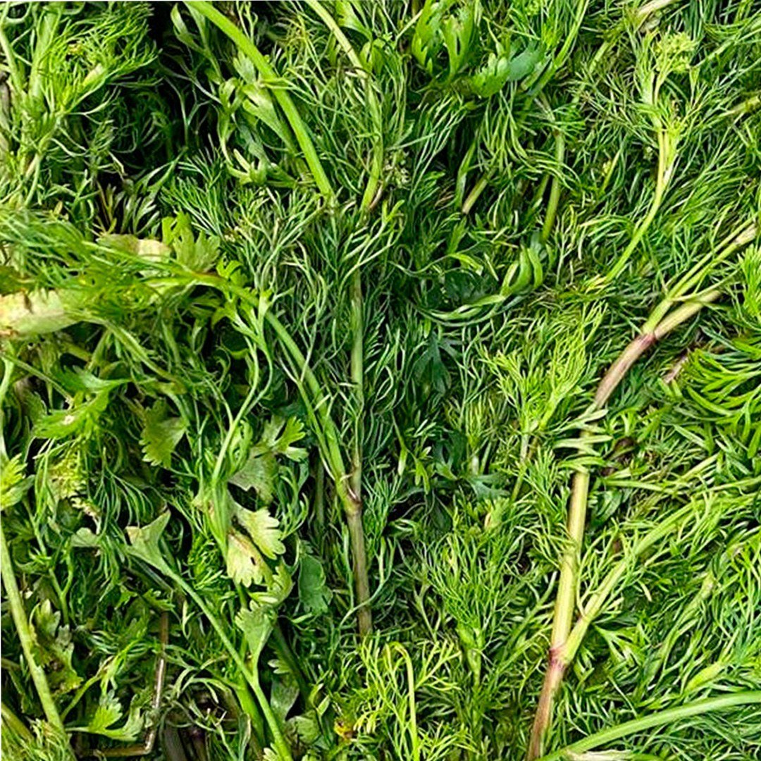 Semillas de Cilantro Patimorado Fercon: primer plano del follaje fino de la planta