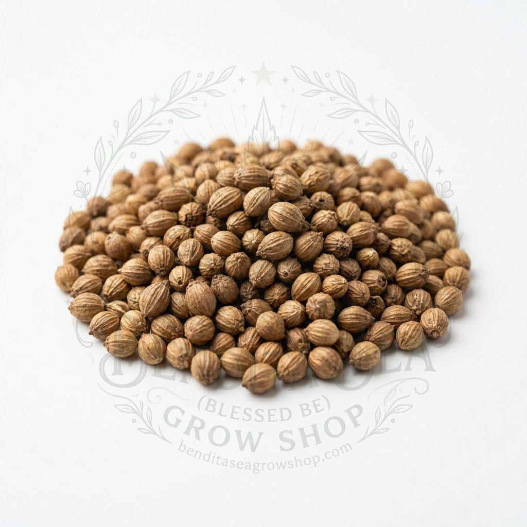 Semillas de Cilantro Patimorado Fercon: sobre sobre fondo blanco con la marca de agua de Bendita Sea
