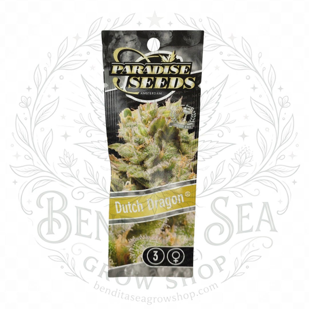 semillas Dutch Dragon: cogollo de Dutch Dragon con la marca de agua de Bendita Sea