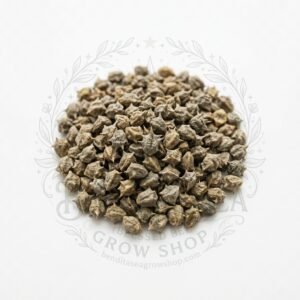 Semillas de Espinaca Winter Giant Fercon: sobre sobre fondo blanco con la marca de agua de Bendita Sea