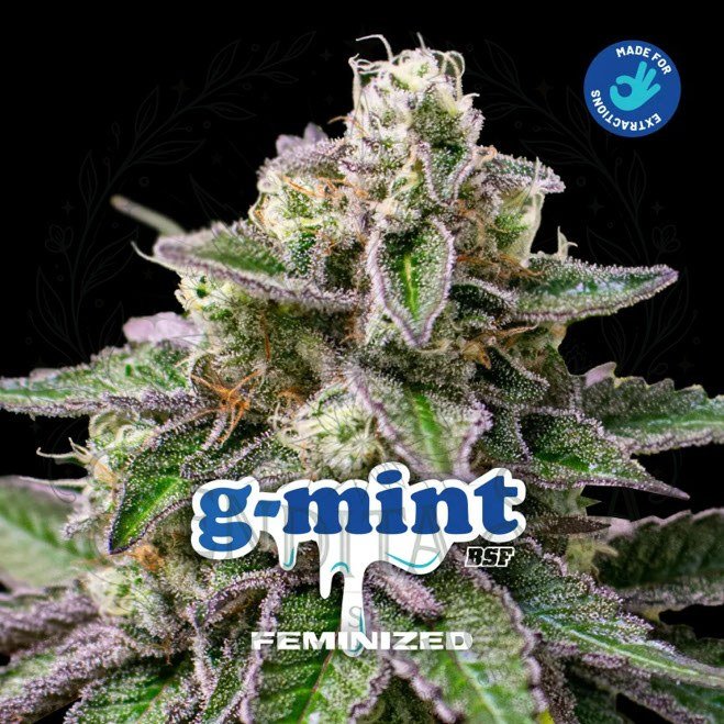 semillas G-Mint: cogollo de G-Mint con la marca de agua de Bendita Sea