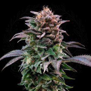 semillas Gorilla Banana: cogollo de Gorilla Banana con la marca de agua de Bendita Sea