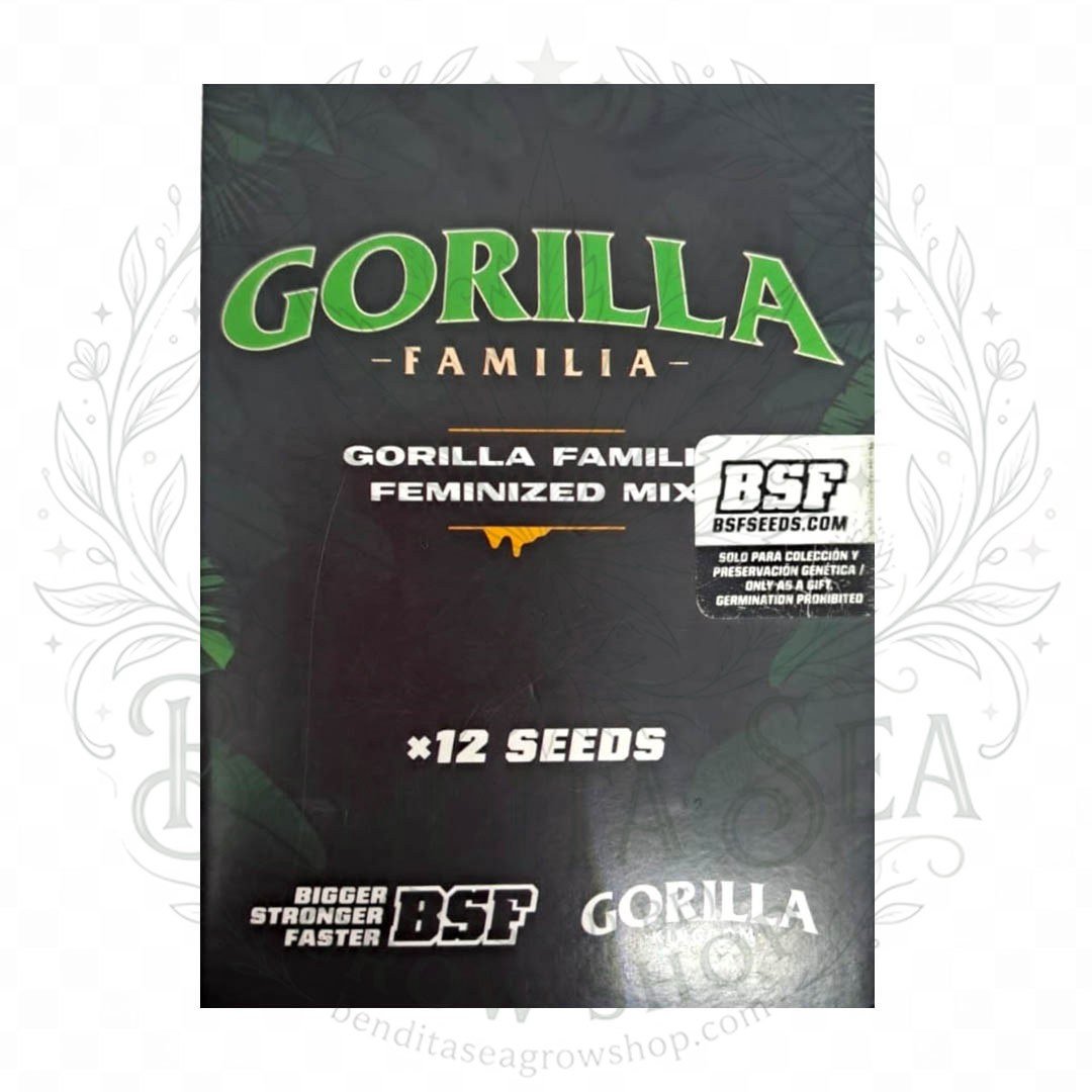 semillas Gorilla Familia: cogollo de Gorilla Familia con la marca de agua de Bendita Sea