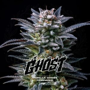 semillas Gorilla Ghost: cogollo de Gorilla Ghost con la marca de agua de Bendita Sea