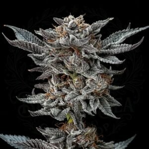 semillas Gorilla Glue #4: cogollo de Gorilla Glue #4 con la marca de agua de Bendita Sea