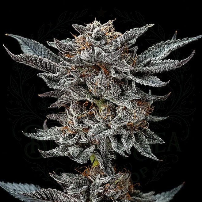 semillas Gorilla Glue #4: cogollo de Gorilla Glue #4 con la marca de agua de Bendita Sea