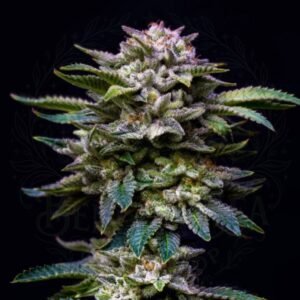 semillas Gorilla Rainbow: cogollo de Gorilla Rainbow con la marca de agua de Bendita Sea