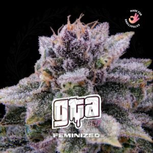 semillas GTA: cogollo de GTA con la marca de agua de Bendita Sea
