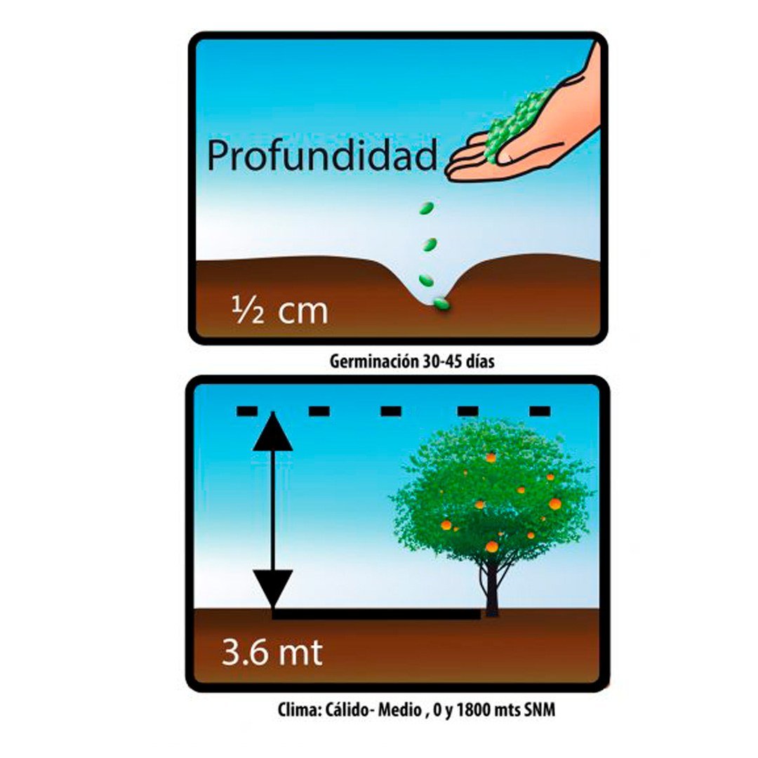 Semillas de Guayaba Fercon: reverso del sobre con las indicaciones de siembra