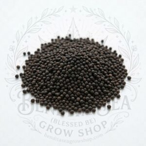 Semillas de Gypsophila Copo de Nieve Fercon: semillas sobre fondo blanco con la marca de agua de Bendita Sea