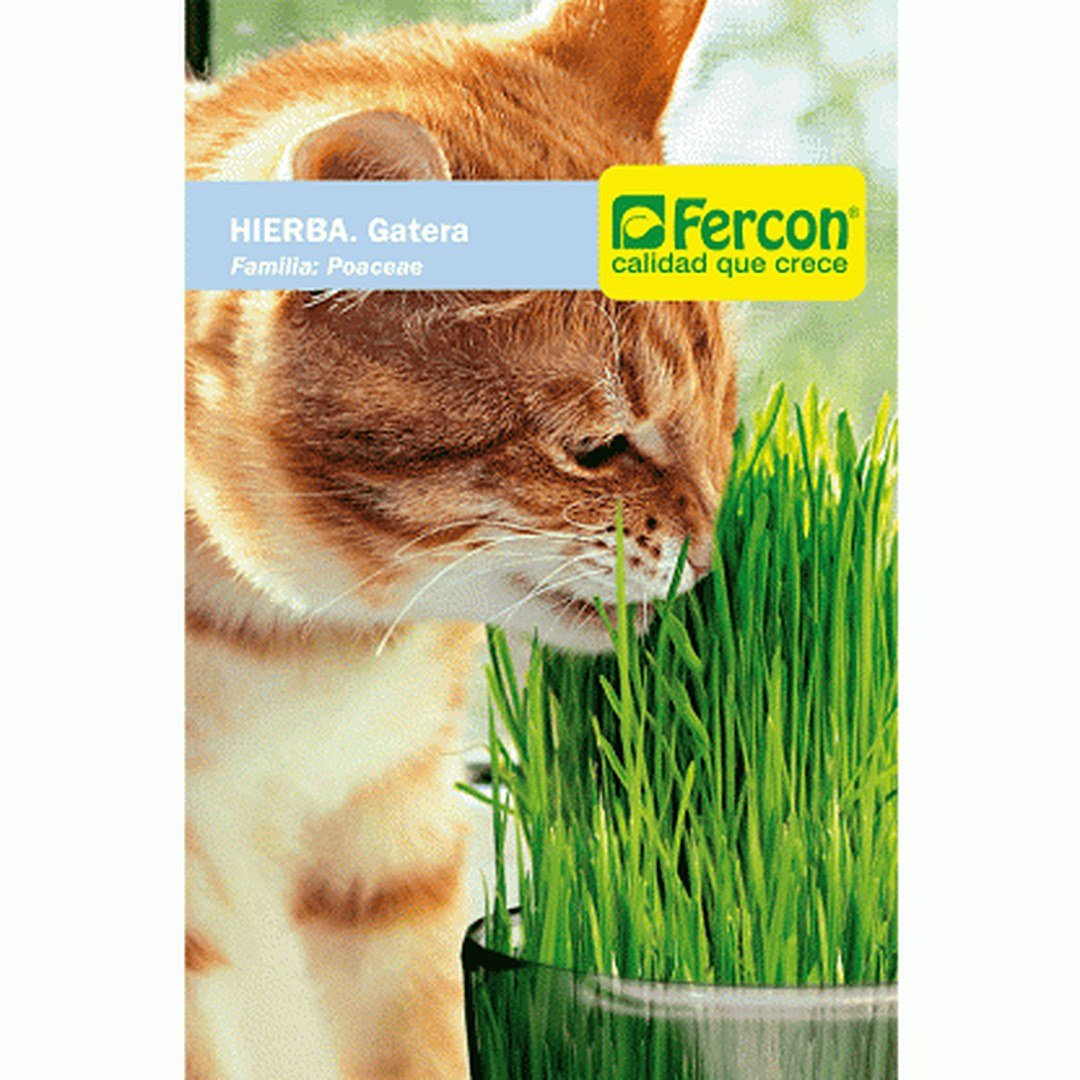 Semillas de Hierba Gatera Fercon: sobre Fercon con un gato naranja oliendo hierba verde en un vaso