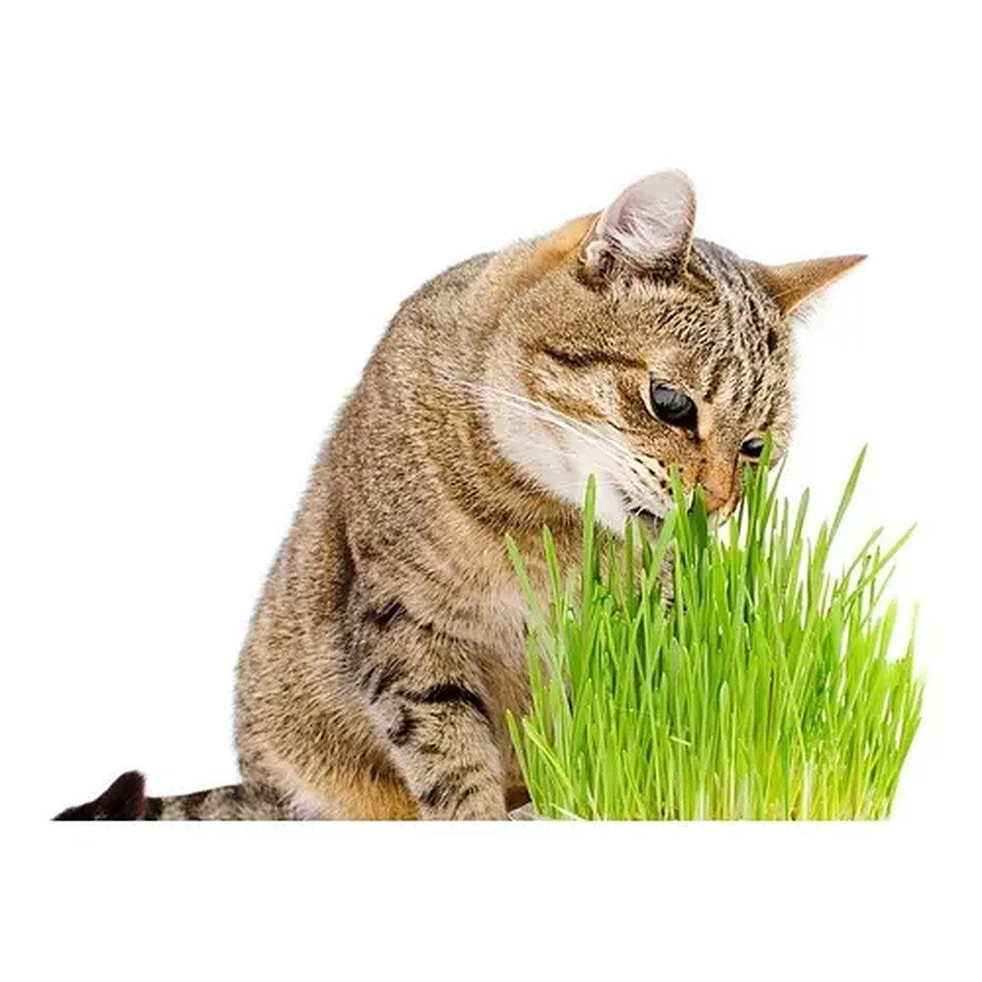 Kit de Hierba para Gatos Fercon: gato atigrado olfateando la hierba sobre fondo blanco