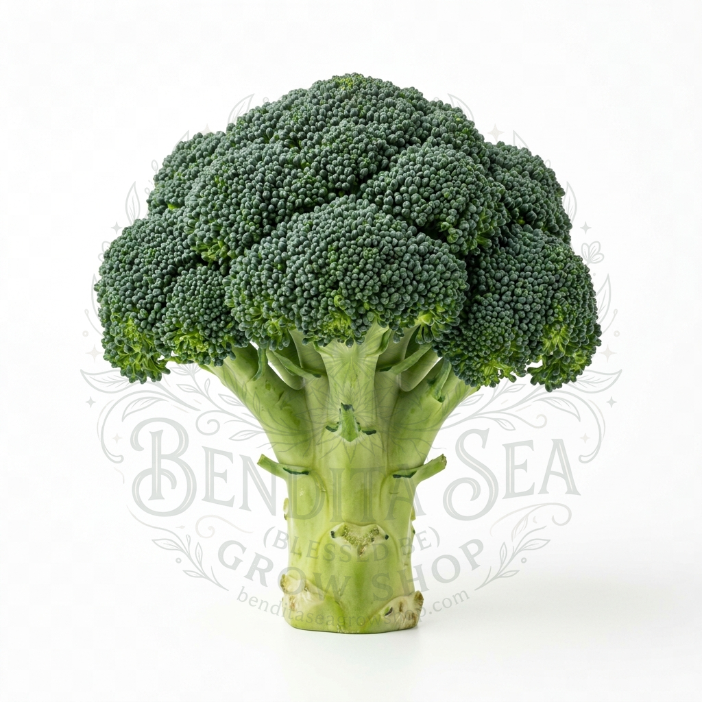 Semillas de Semillas hortalizas Brocoli de Cicco Bendita Sea
