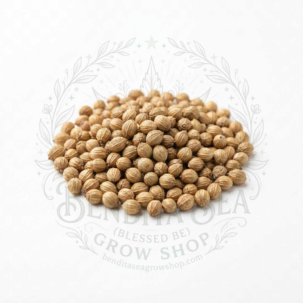 Semillas de Semillas hortalizas Cilantro Long Standing Bendita Sea