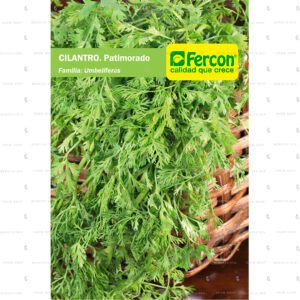 Cilantro