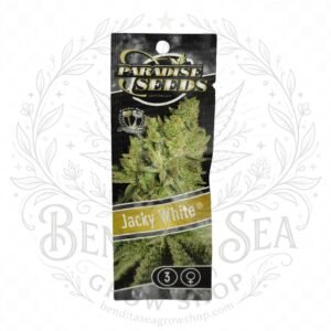 semillas Jacky White: cogollo de Jacky White con la marca de agua de Bendita Sea