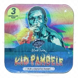 semillas Kid Pambelé: cogollo de Kid Pambelé con la marca de agua de Bendita Sea