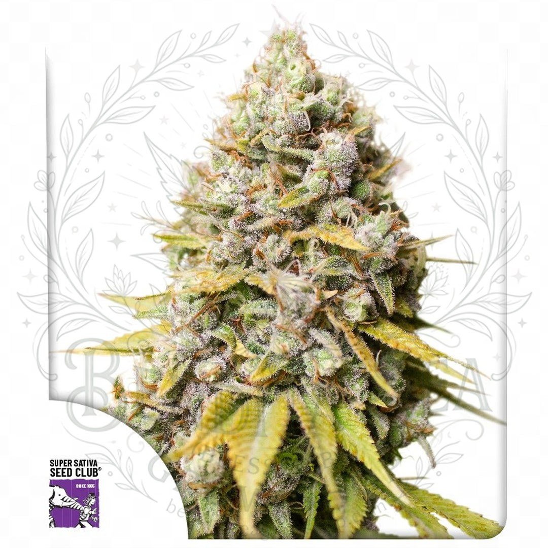semillas Kosher Haze: cogollo de Kosher Haze con la marca de agua de Bendita Sea