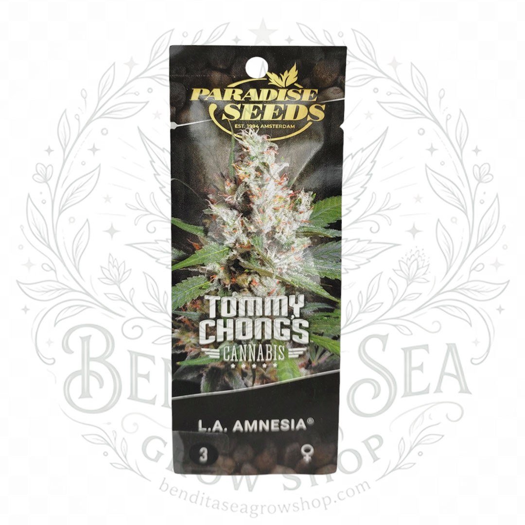 semillas L.A Amnesia: cogollo de L.A Amnesia con la marca de agua de Bendita Sea