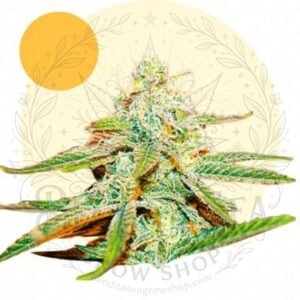 semillas Lafanta CBD: cogollo de la versión feminizada con la marca de agua de Bendita Sea
