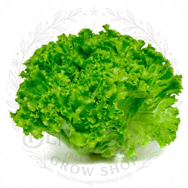 Semillas de Lechuga Batavia Fercon: sobre sobre fondo blanco con la marca de agua de Bendita Sea