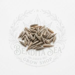 Semillas de Lechuga Batavia Roja Fercon: sobre sobre fondo blanco con la marca de agua de Bendita Sea