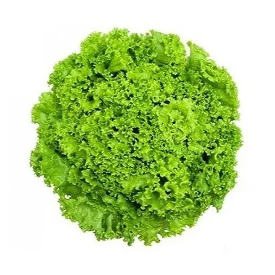 Semillas de Lechuga Black Simpson Fercon: lechuga crespa verde vista desde arriba sobre fondo blanco