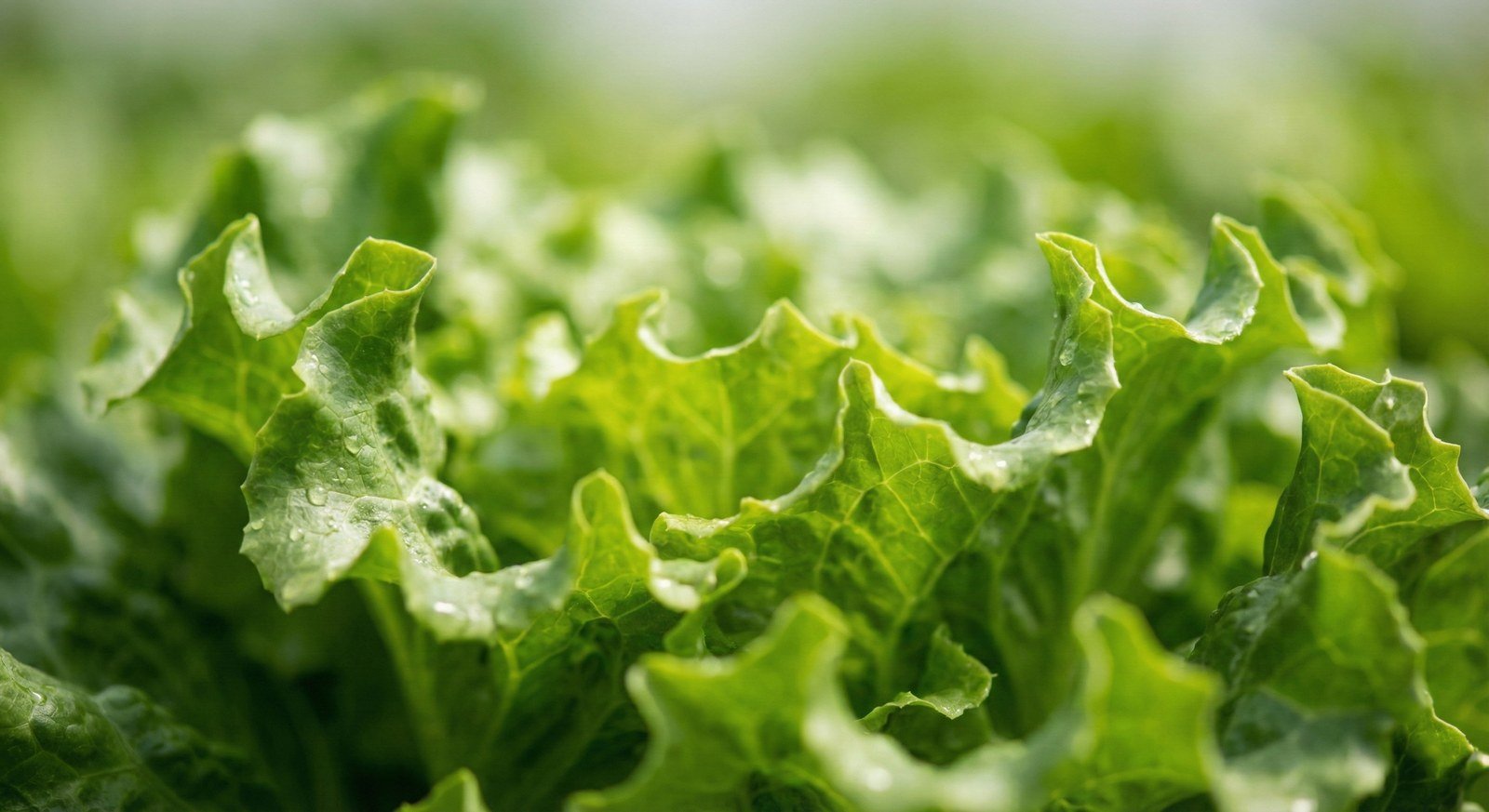Semillas de Lechuga Black Simpson Fercon: primer plano de hojas verdes onduladas con gotas de agua