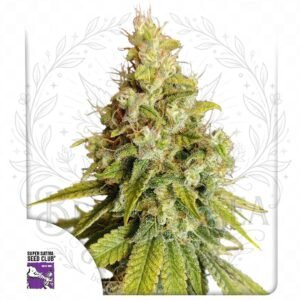 semillas Lemon OG: cogollo de Lemon OG con la marca de agua de Bendita Sea