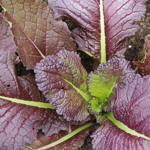 Semillas de Mostaza Roja Fercon: hojas grandes de mostaza roja con nervios verdes vistas de cerca