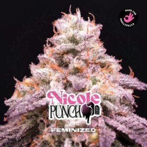 semillas Nicole Punch: cogollo de Nicole Punch con la marca de agua de Bendita Sea