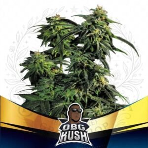 semillas OBG Kush: cogollo de OBG Kush con la marca de agua de Bendita Sea