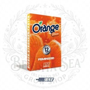 semillas Orange Blossom: cogollo de Orange Blossom con la marca de agua de Bendita Sea