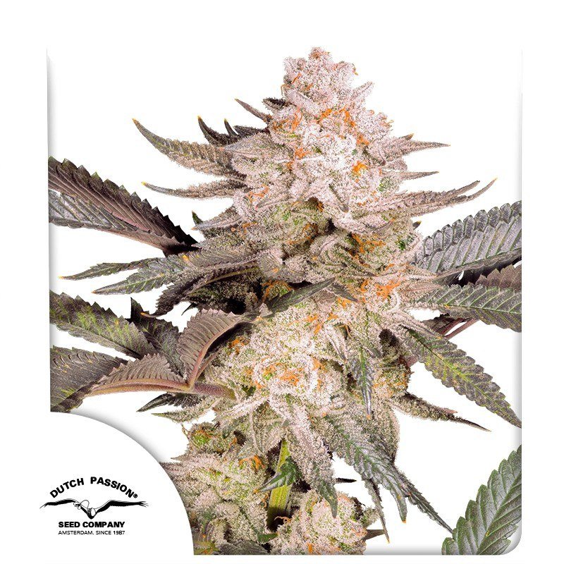 semillas Orange Bud 2.0: foto de Dutch Passion del cogollo de Orange Bud 2.0